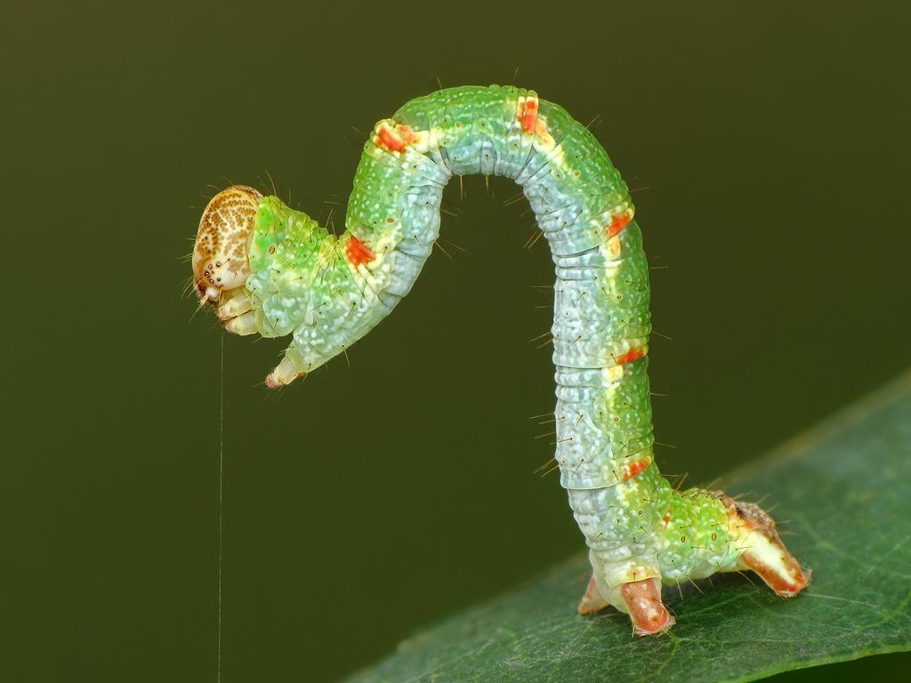 Maiden's Blush	(caterpillar) - Ryszard Szczygieł
