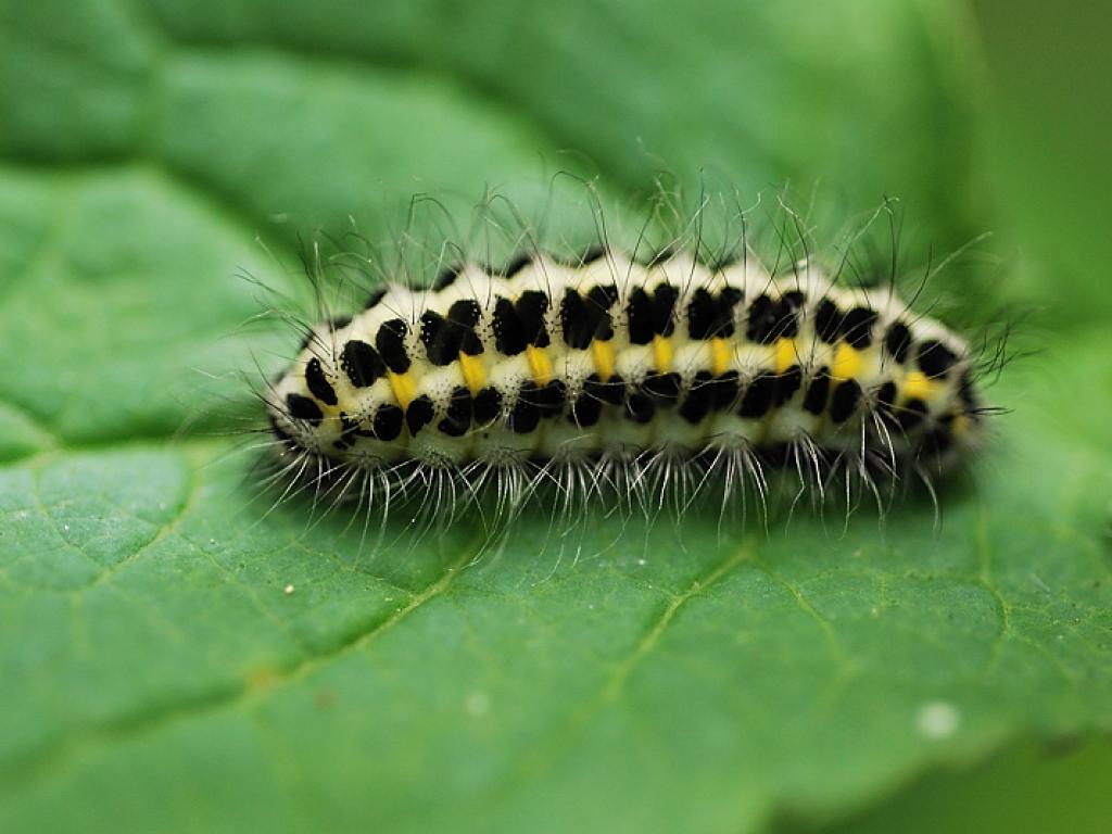 Narrow-bordered Five-spot Burnet (caterpillar) - Urmas Ojango