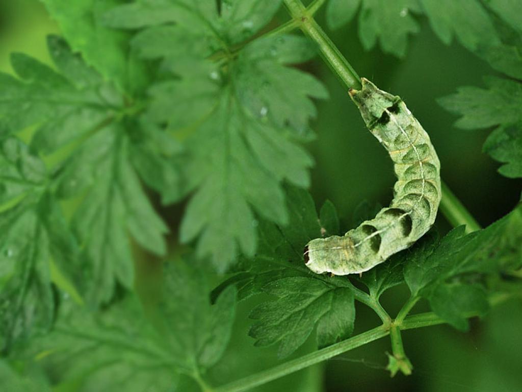 Dot Moth (caterpillar) - Urmas Ojango