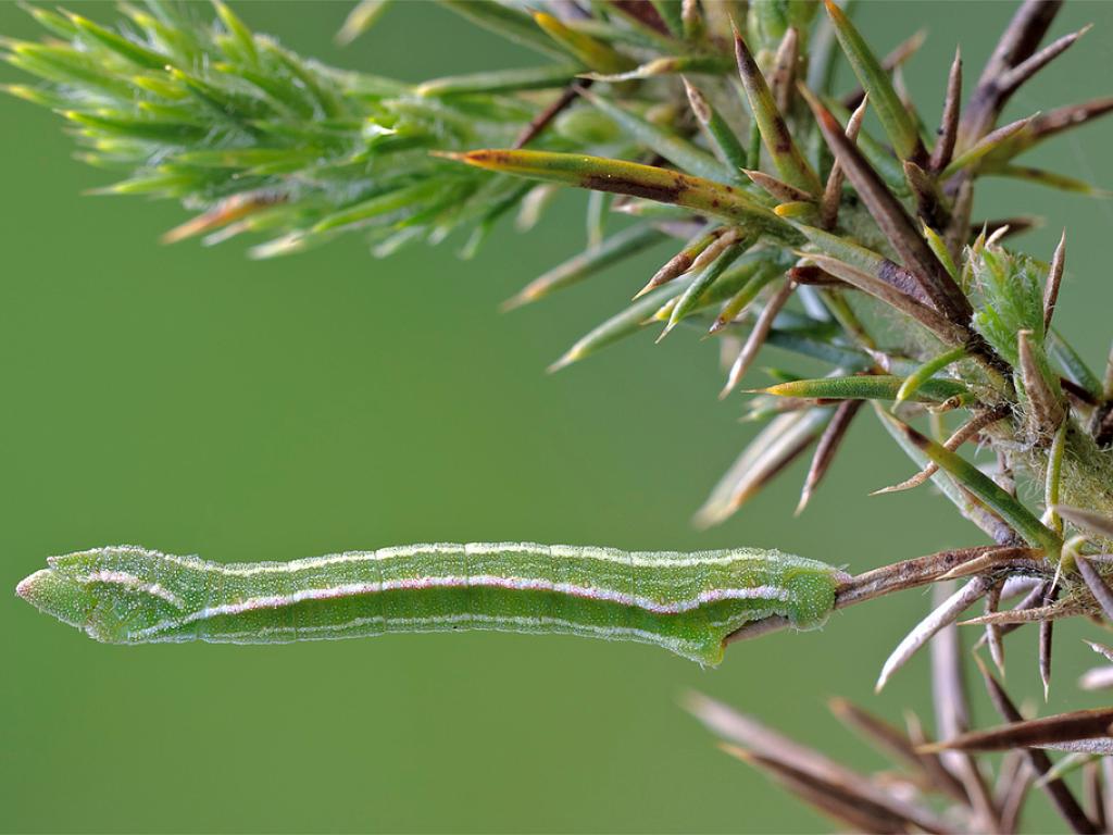 Grass Emerald (caterpillar) - Heath McDonald
