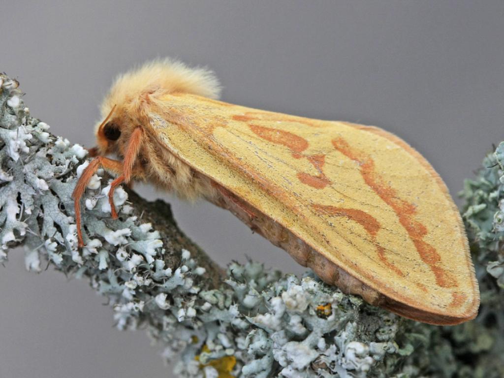 Ghost moth (female) - nutmeg66