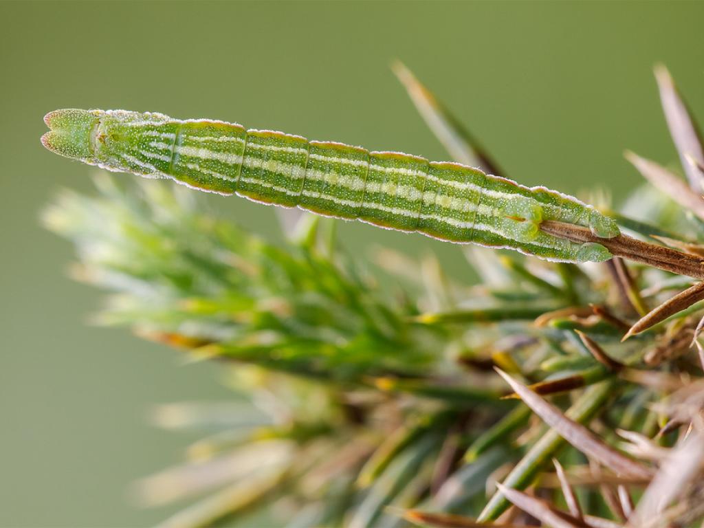Grass Emerald (caterpillar) - Heath McDonald