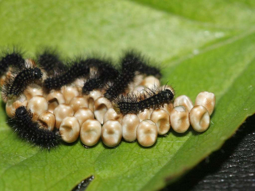 Emperor moth (eggs/young caterpillars) - Dean Morley