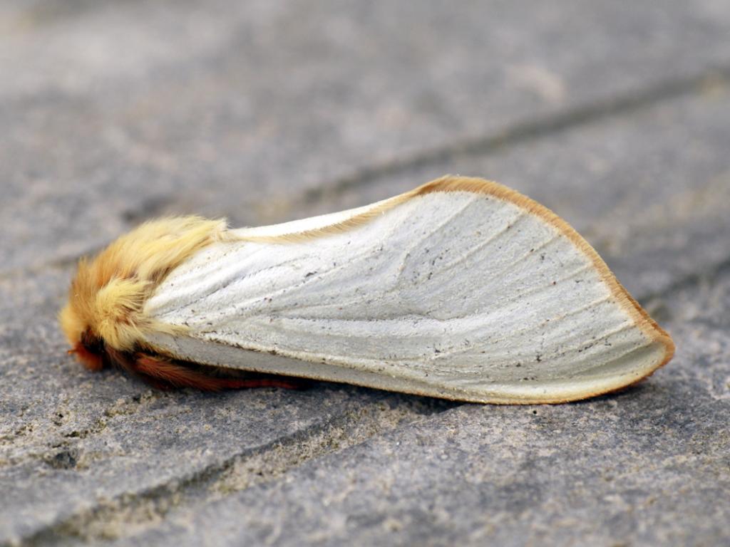 Ghost moth (male) - Ben Sale