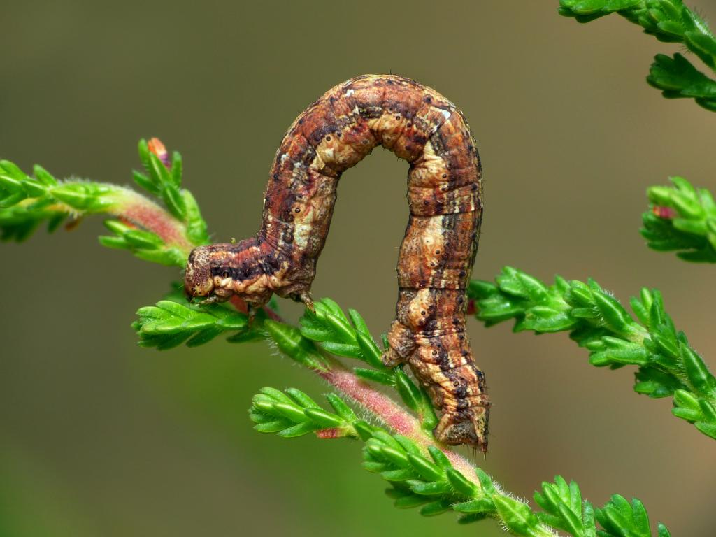 Common Heath (caterpillar) - Patrick Clement