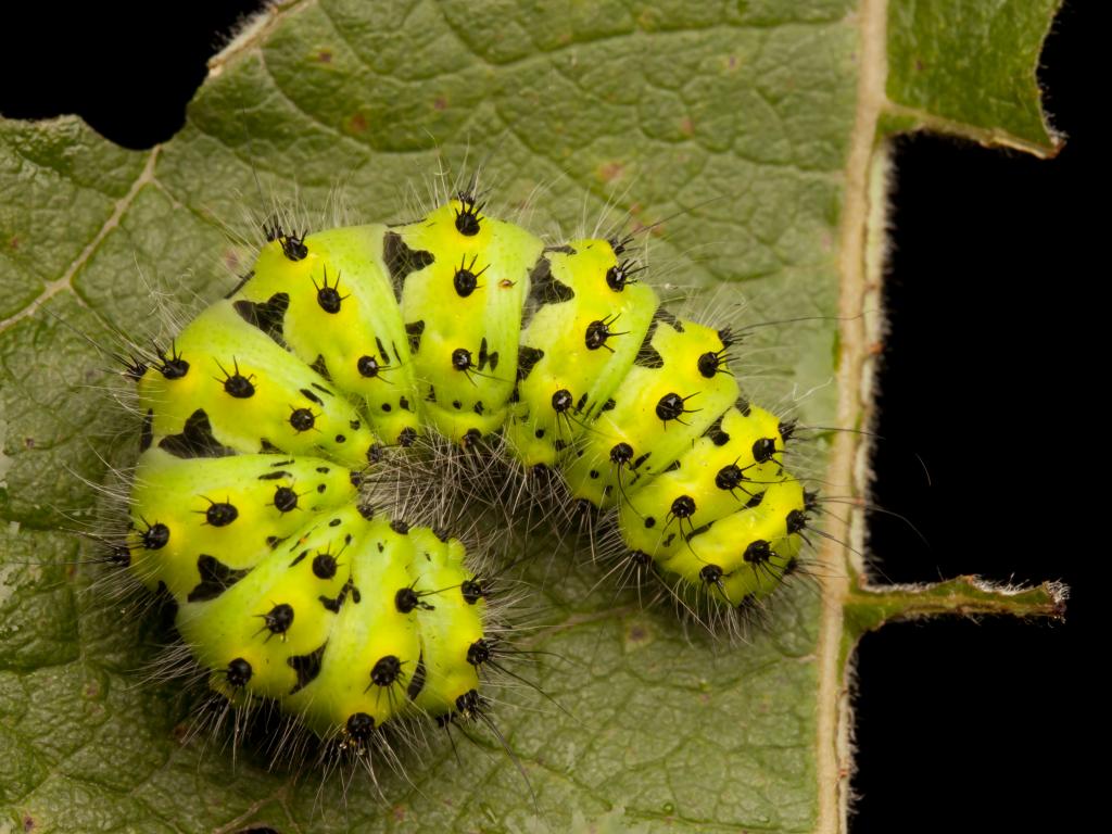 Emperor moth (caterpillar) - Tapio Kujala