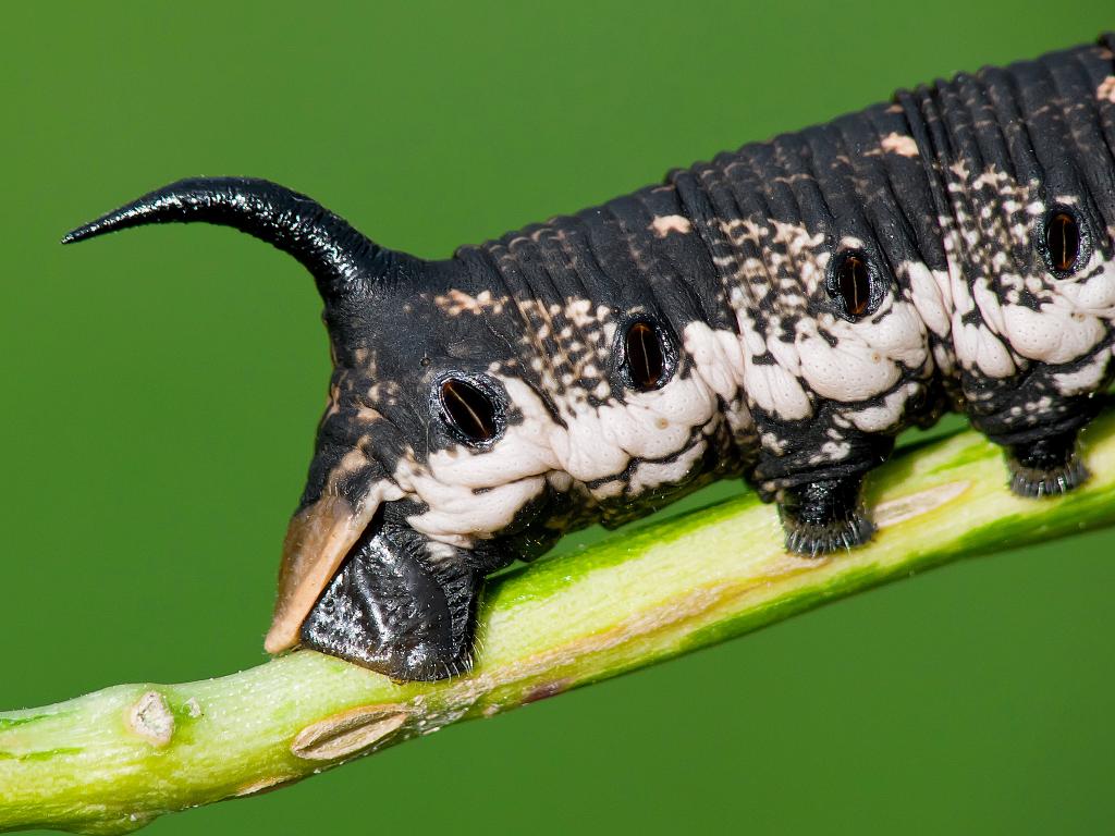 Convolvulus Hawk-moth (caterpillar) - Adam Gor