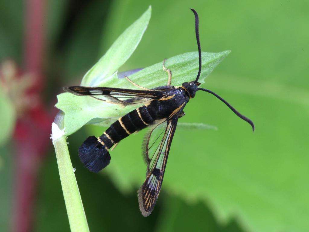 Currant Clearwing - Garry Barlow