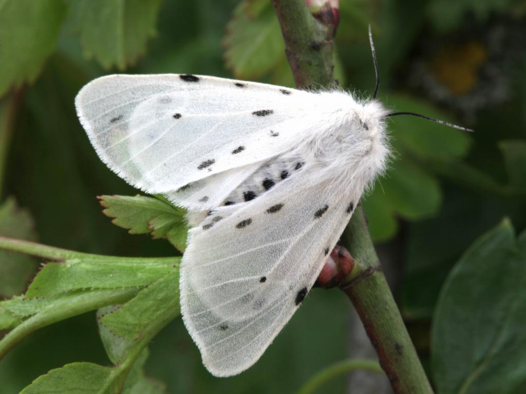 Muslin Moth (female) - Garry Barlow