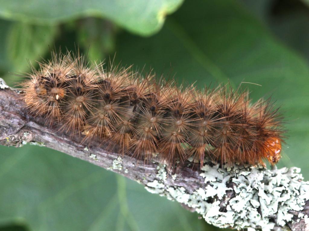 Muslin Moth (caterpillar) - Garry Barlow