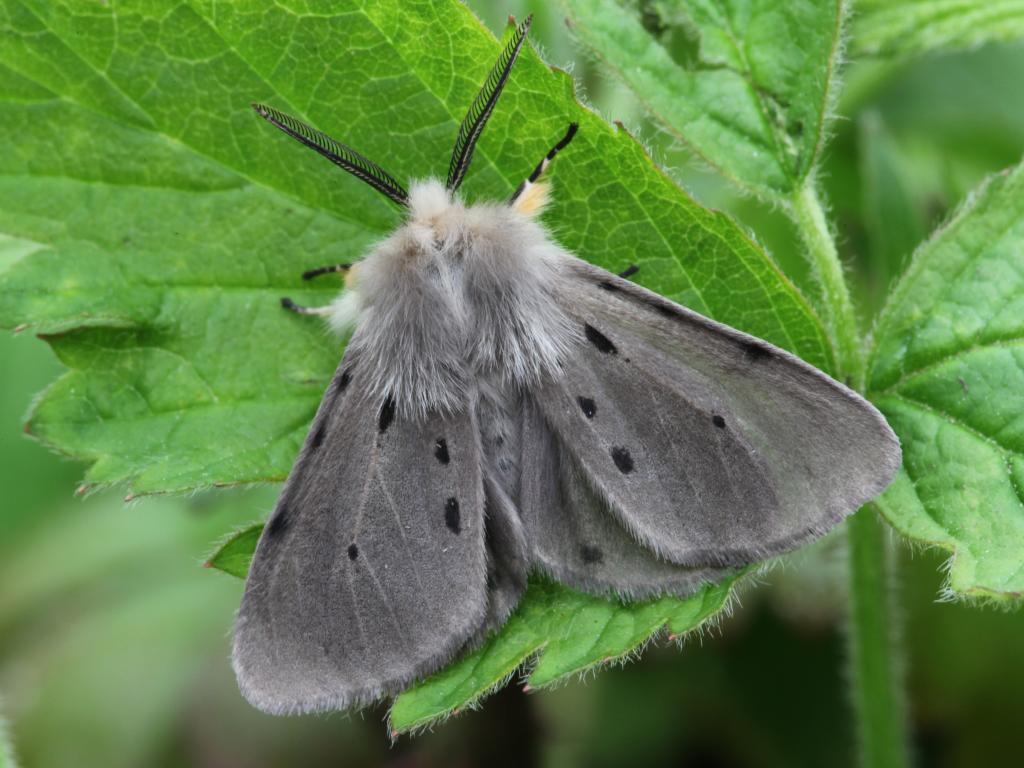 Muslin Moth (male) - Garry Barlow