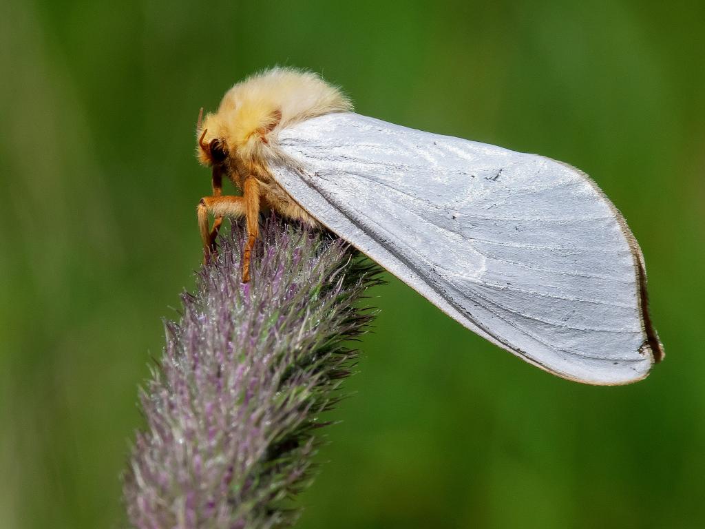 Ghost moth (male) - Adam Gor