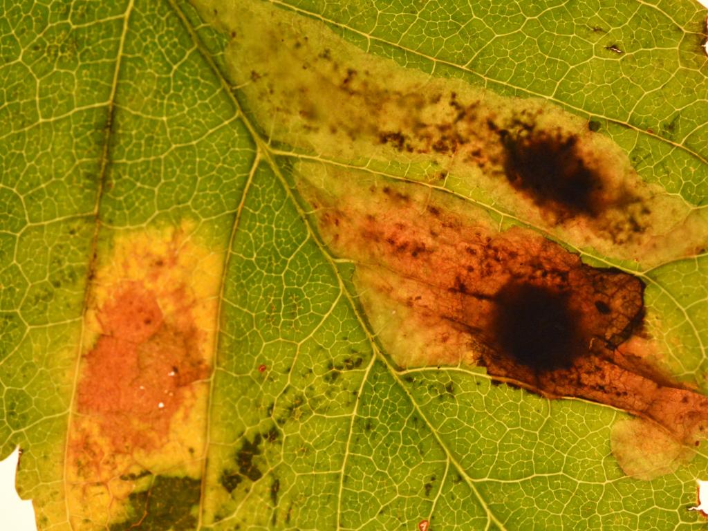 Horse-Chestnut Leaf Miner (larval damage) - Lez Round