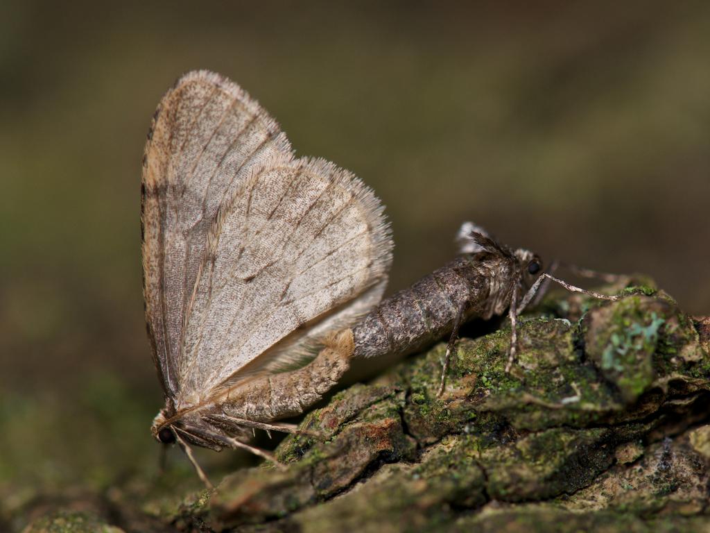 Winter moth (male & female) - Rob Blanken