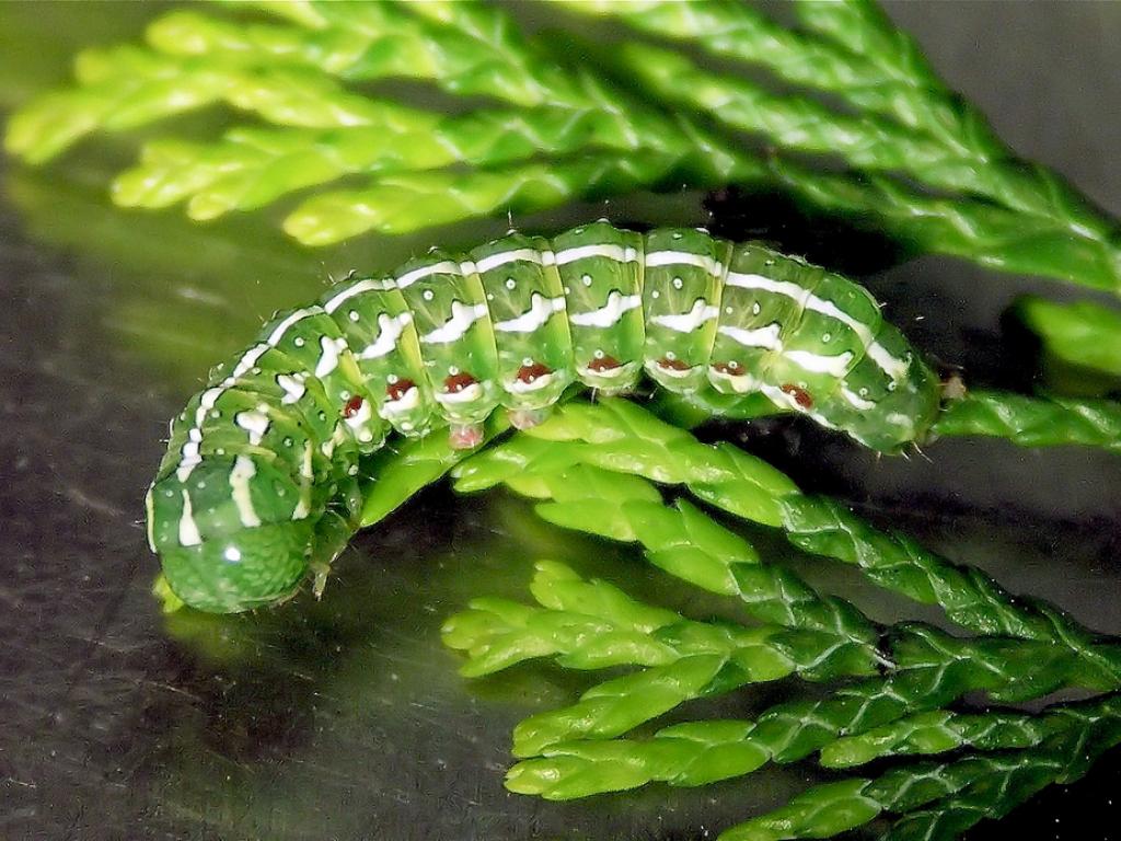 Blair’s Shoulder-knot (caterpillar) - creaturesnapper