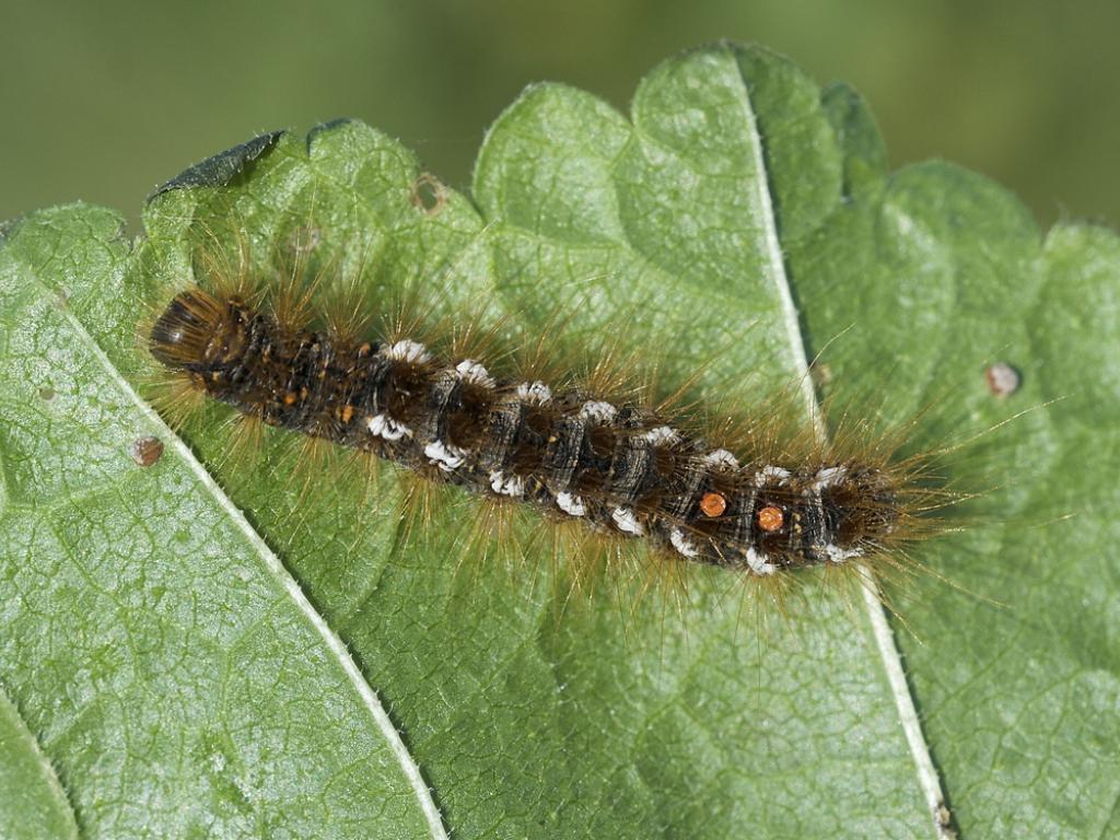Brown-tail (caterpillar) - Paul Davis