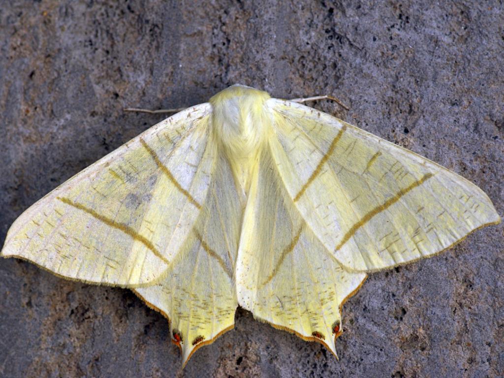 Swallow-tailed Moth - Ben Sale