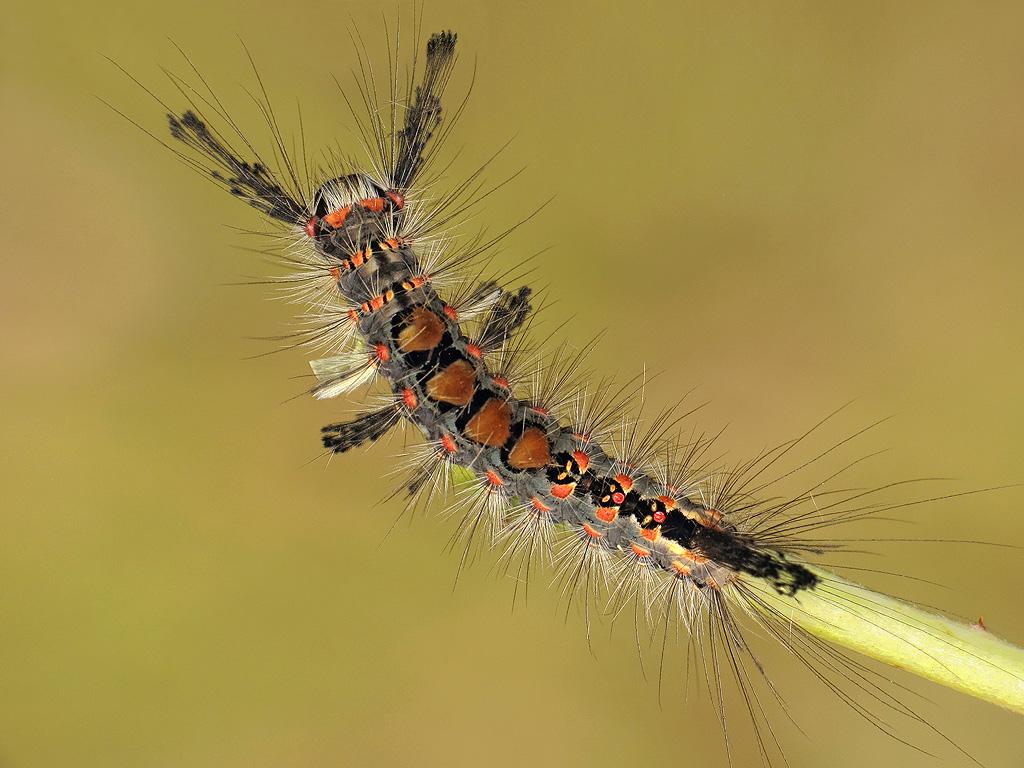 Vapourer moth (caterpillar) - Ryszard Szczygieł