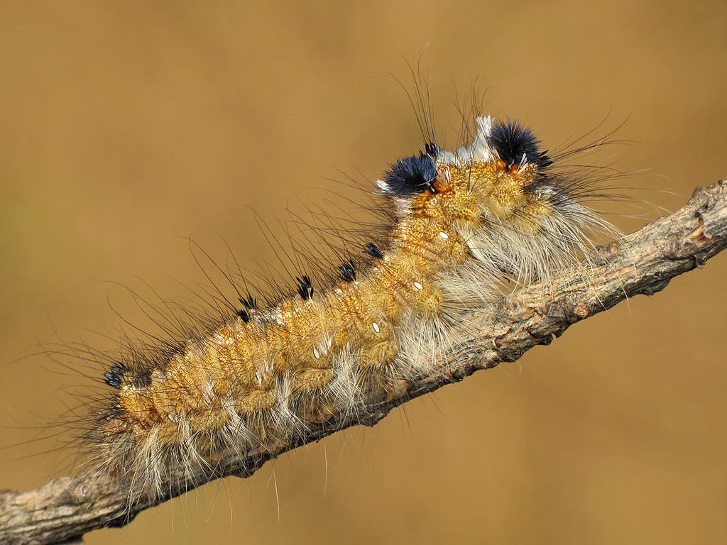 Pine-tree Lappet (caterpillar) - Ryszard Szczygieł