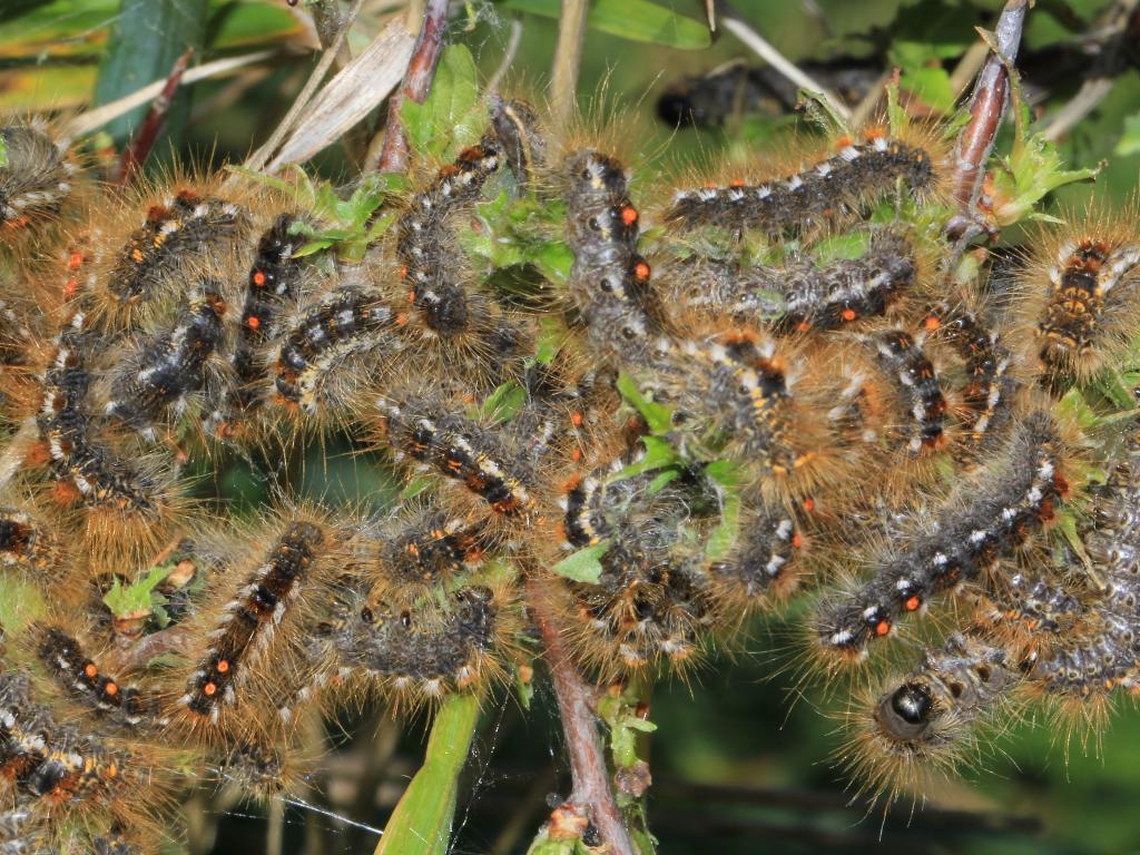 Brown-tail (caterpillars) - Ann Collier