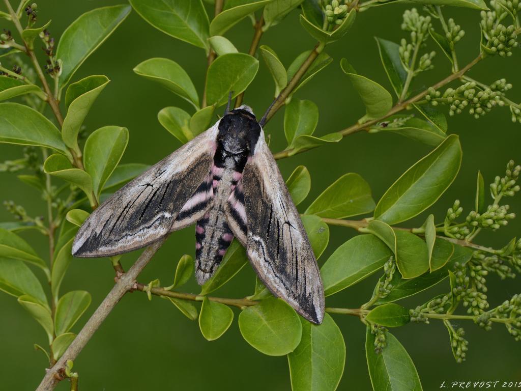 Privet Hawk-moth - Leigh Prevost