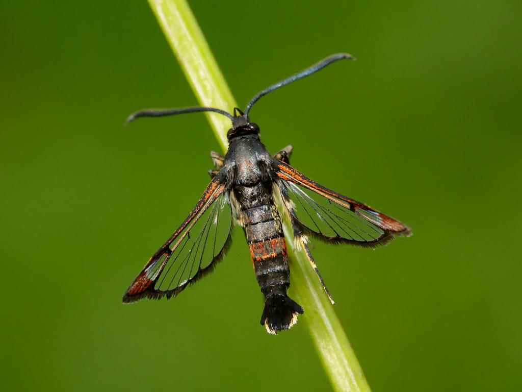 Red-tipped Clearwing - Iain Leach
