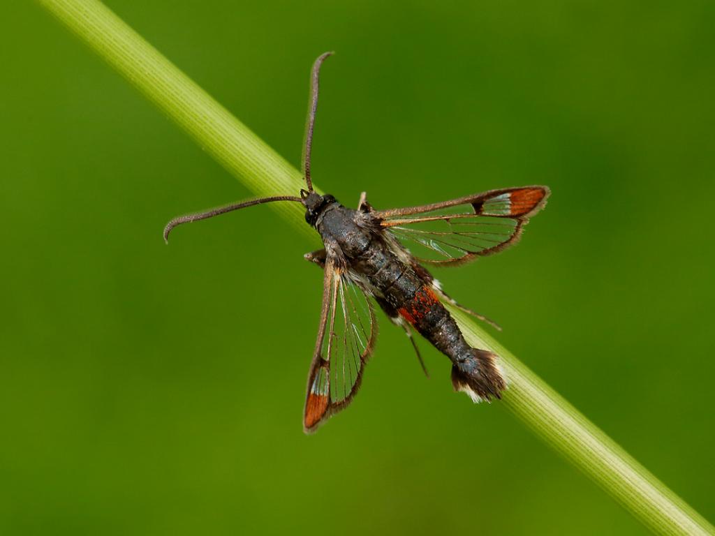 Red-tipped Clearwing - Iain Leach
