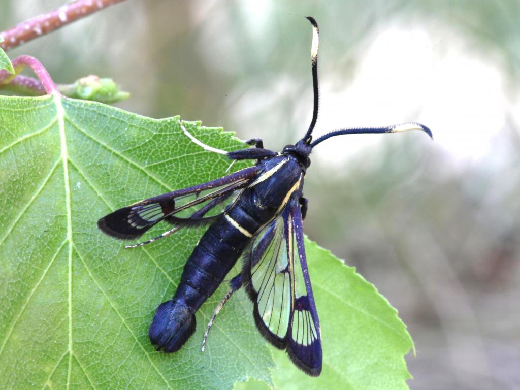 White Barred Clearwing - Garry Barlow