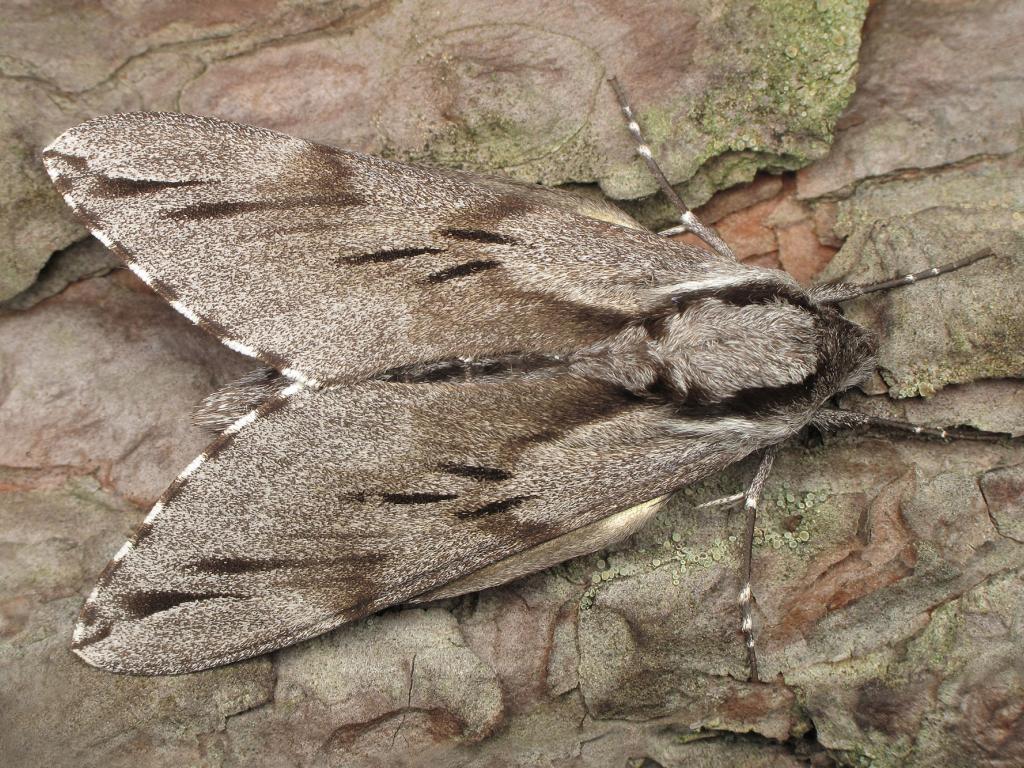 Pine Hawk-moth - Ryszard Szczygieł