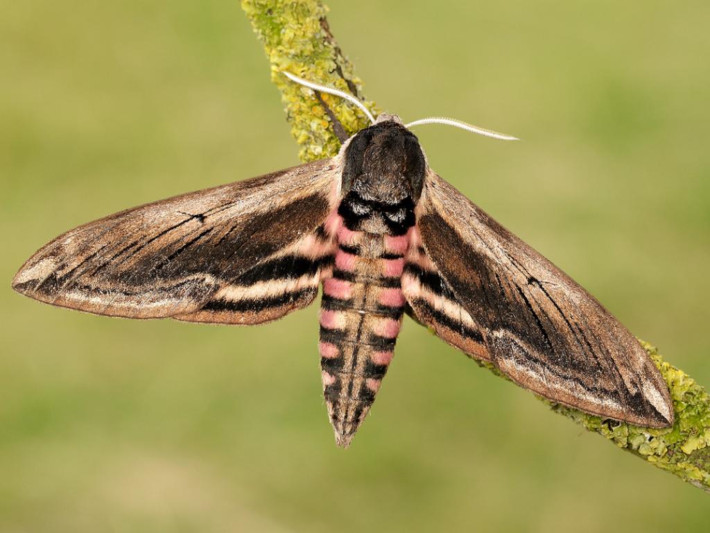 Privet Hawk-moth - Iain Leach