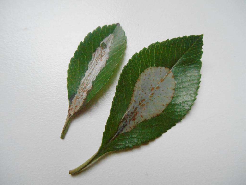 Firethorn Leaf Miner (leaf mining) - Lez Round