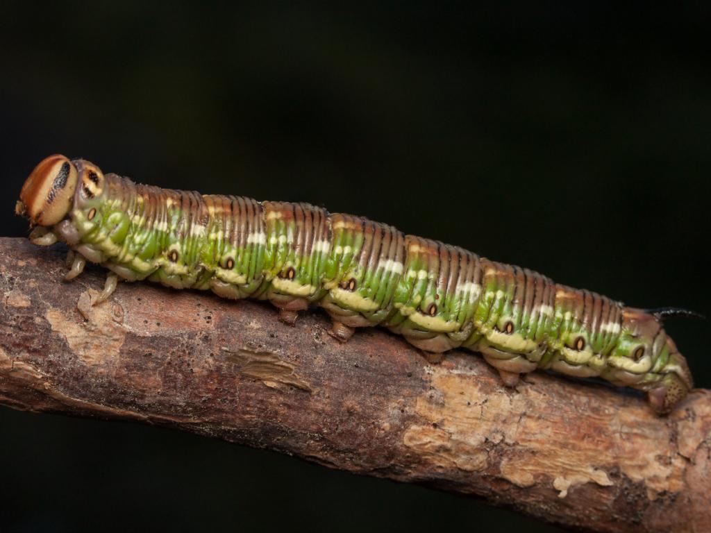 Pine Hawk-moth (caterpillar) - Tapio Kujala