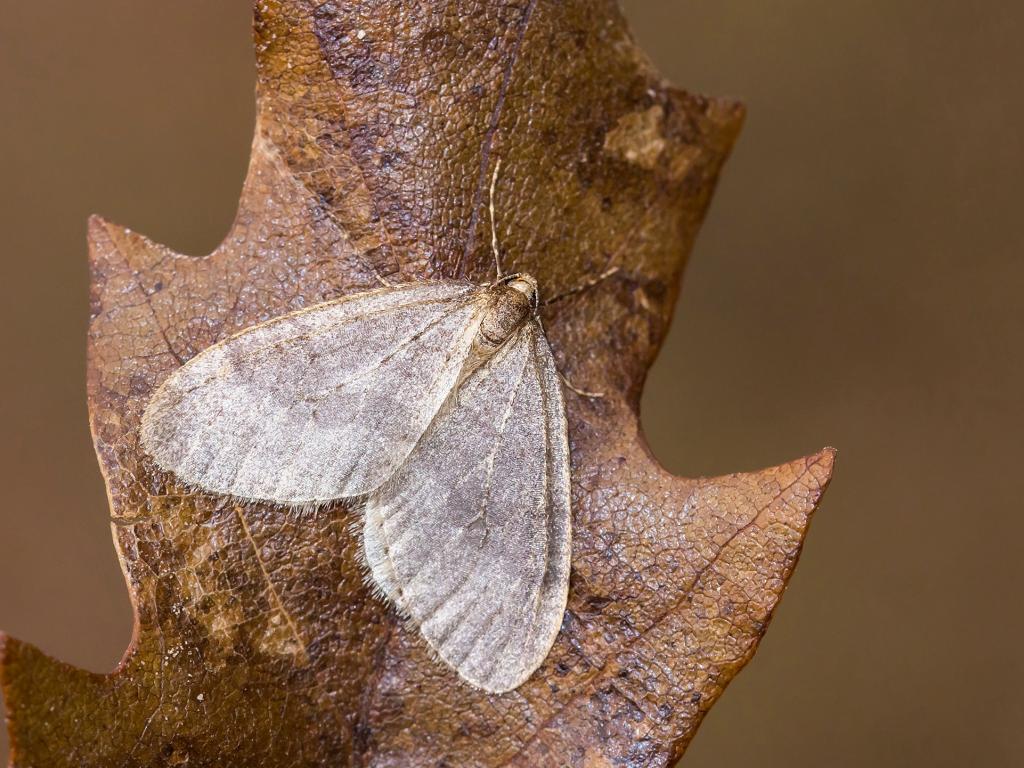 Winter Moth (male) - Tamás Nestor
