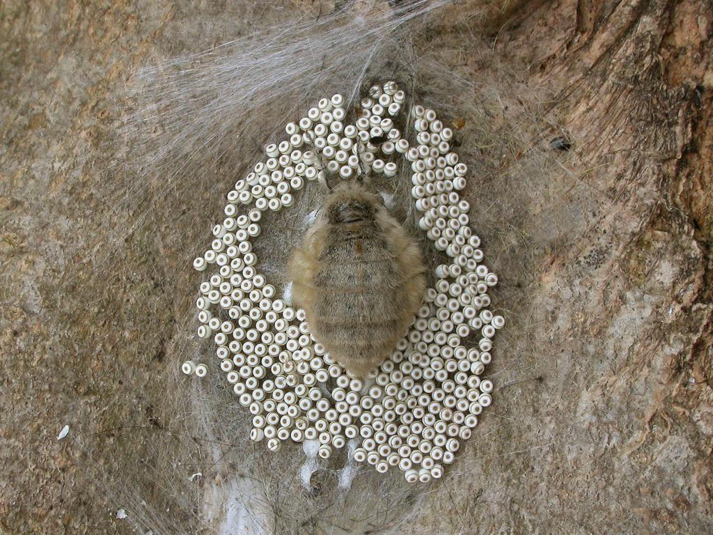 Vapourer moth (female/eggs) - Patrick Clement
