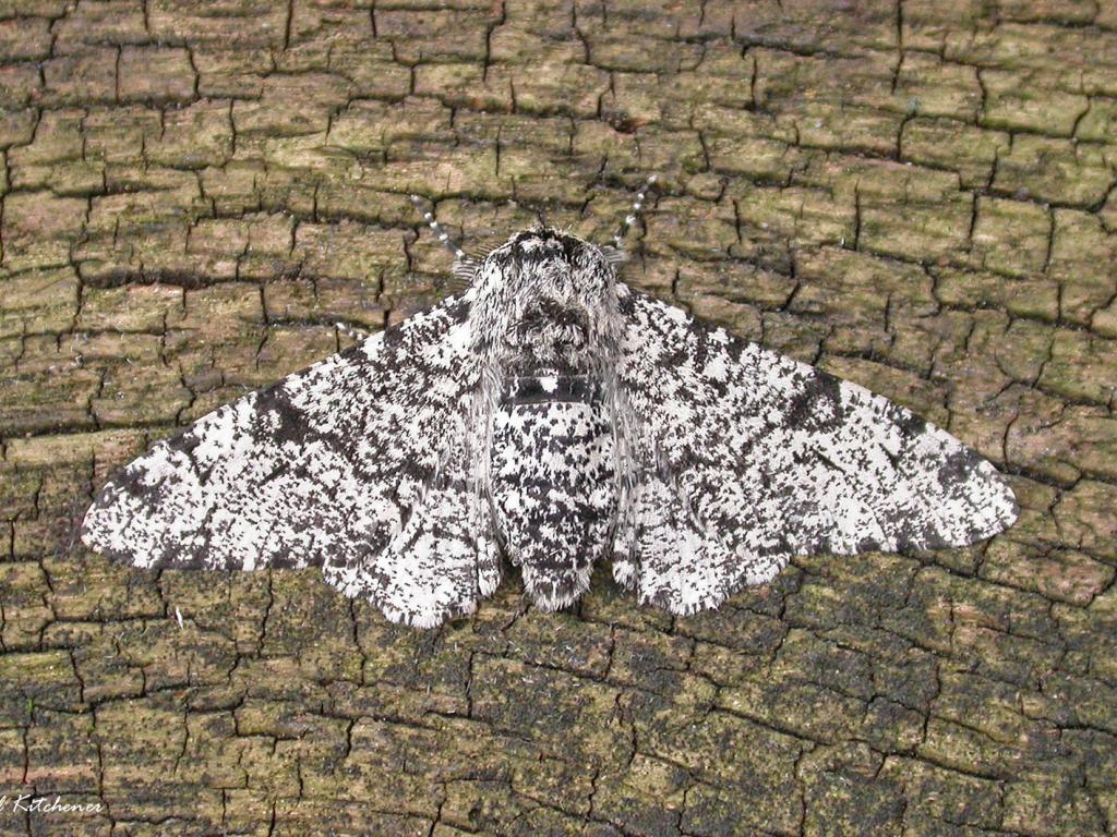 Peppered moth - Paul Kitchener