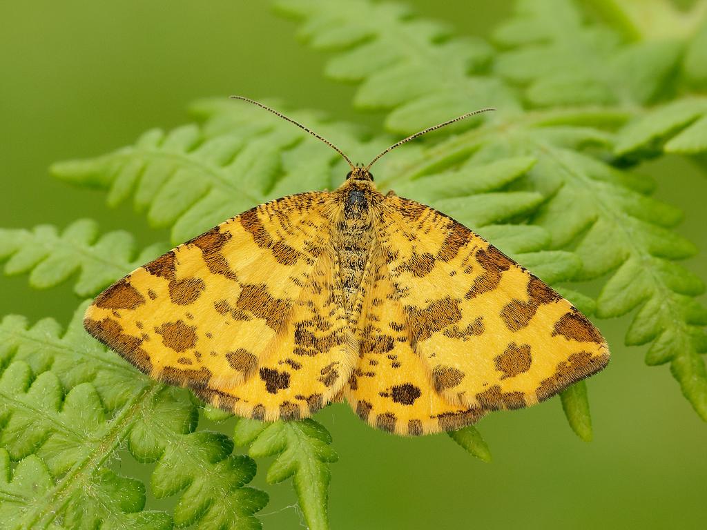 Speckled Yellow - Iain Leach
