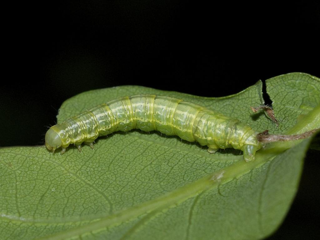 Winter moth (caterpillar) - Paul Davis