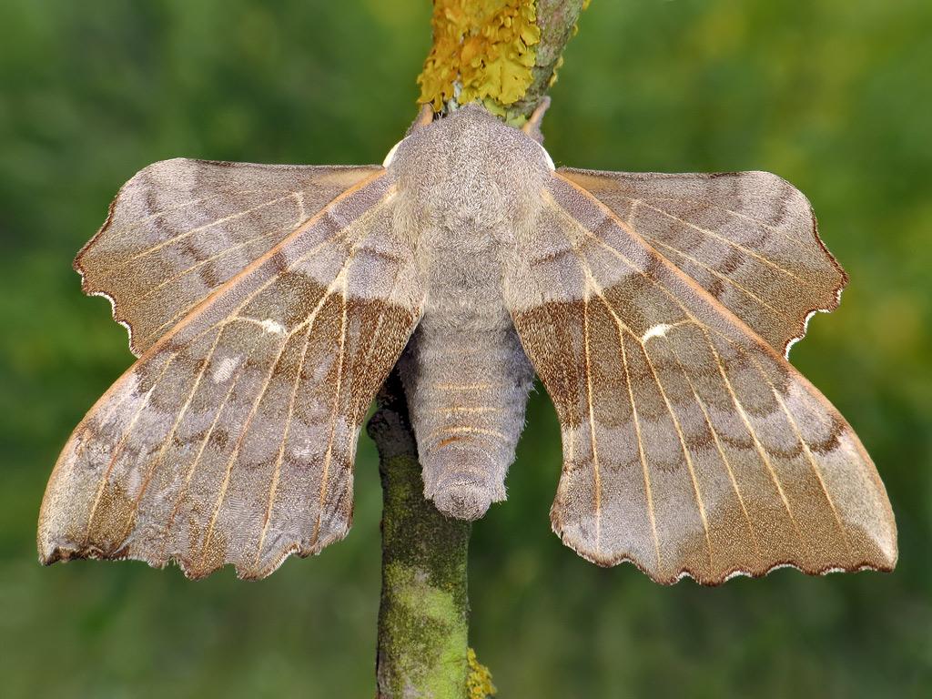 Poplar Hawk-moth - Ryszard Szczygieł