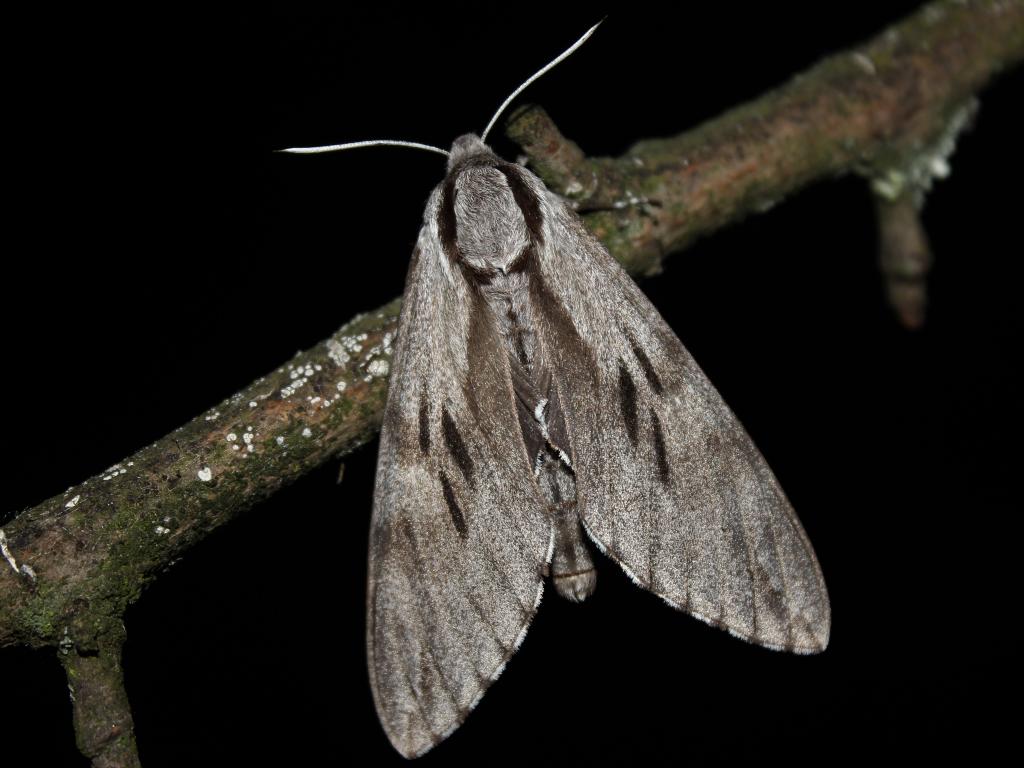 Pine Hawk-moth - Marcell Kárpáti