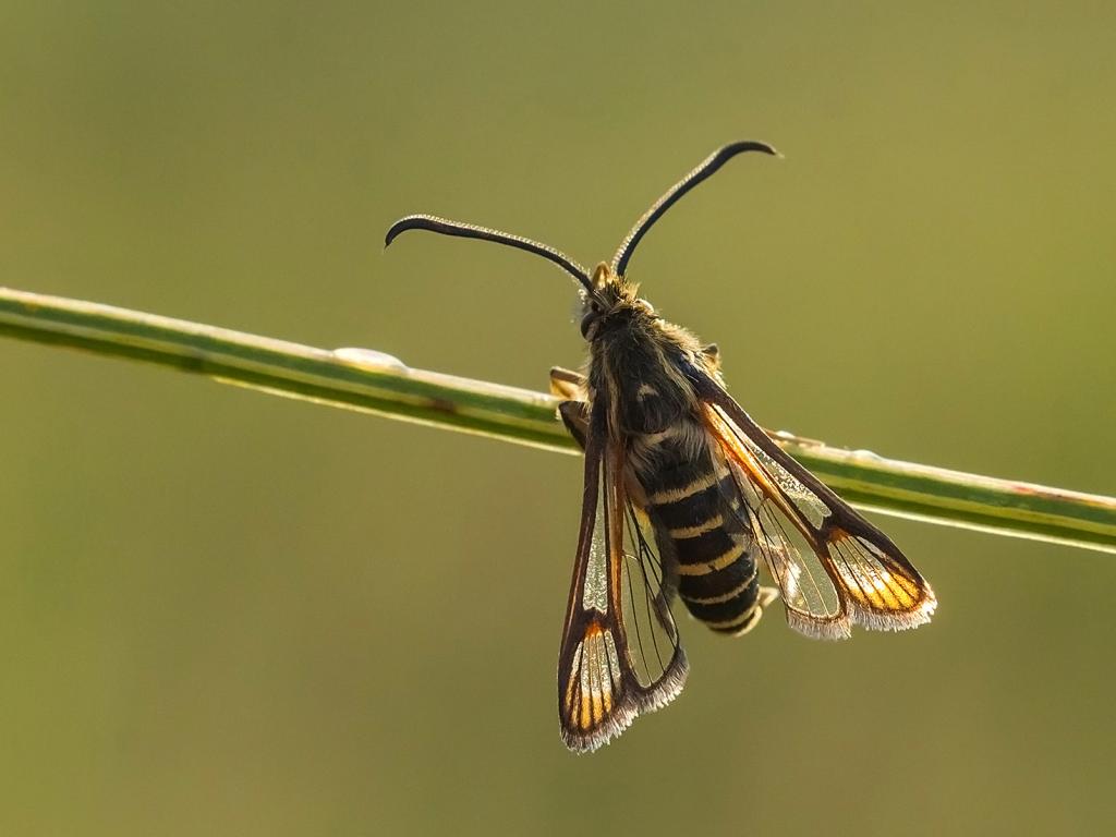Six-belted Clearwing - Tamás Nestor