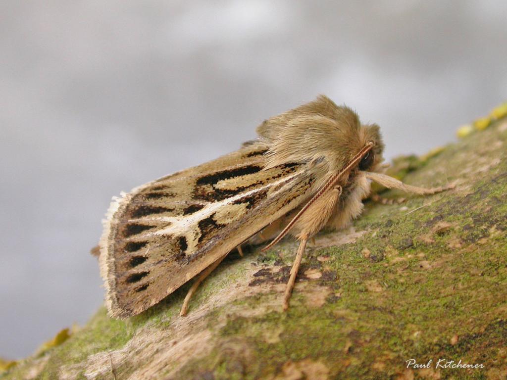 Antler moth - Paul Kitchener