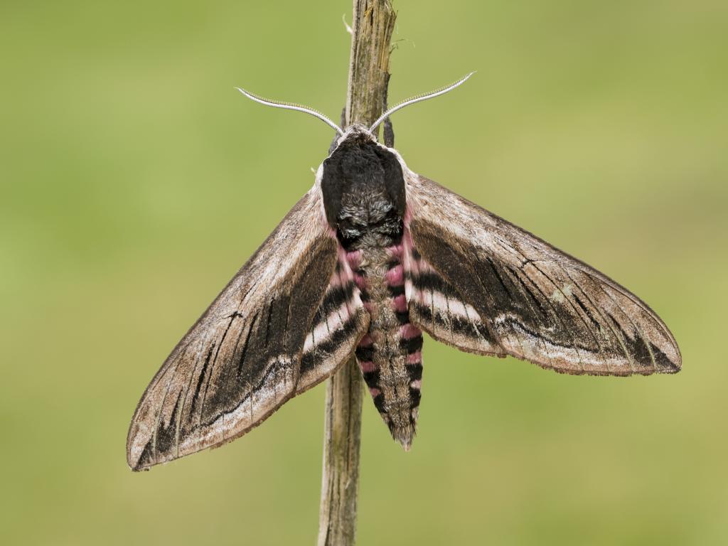 Privet Hawk-moth - Bob Eade