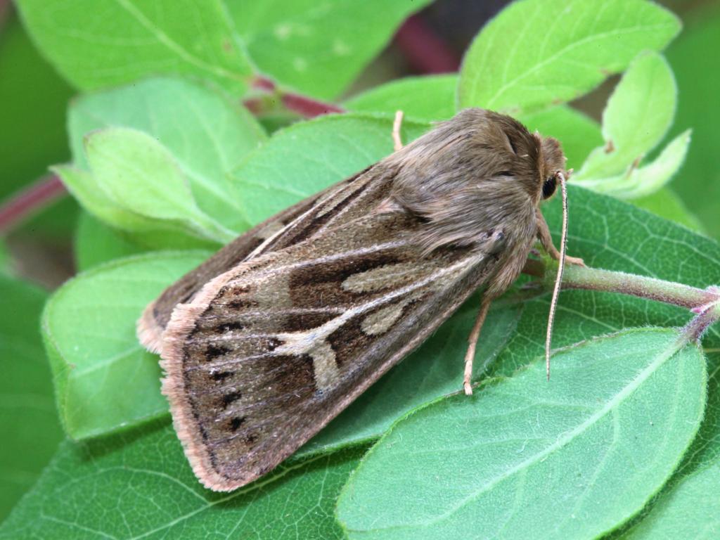 Antler moth (female) - Garry Barlow