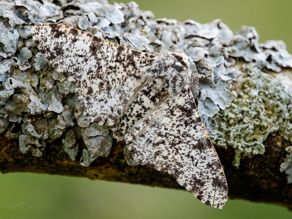 Peppered moth - Heath McDonald