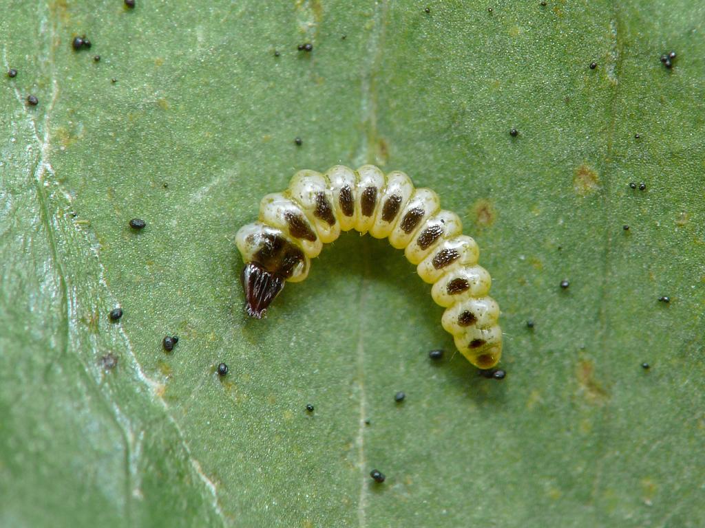 Firethorn Leaf Miner (caterpillar) - Patrick Clement