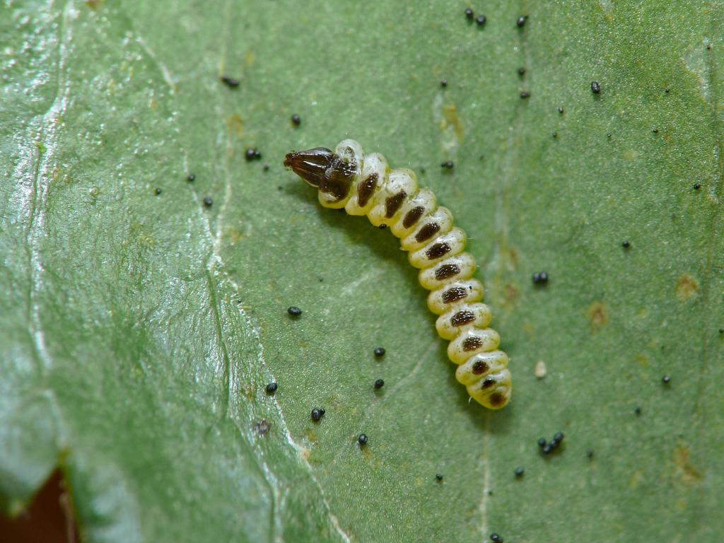 Firethorn Leaf Miner (caterpillar) - Patrick Clement