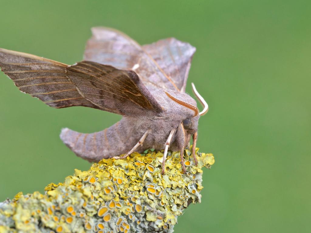 Poplar Hawk-moth - John Murray