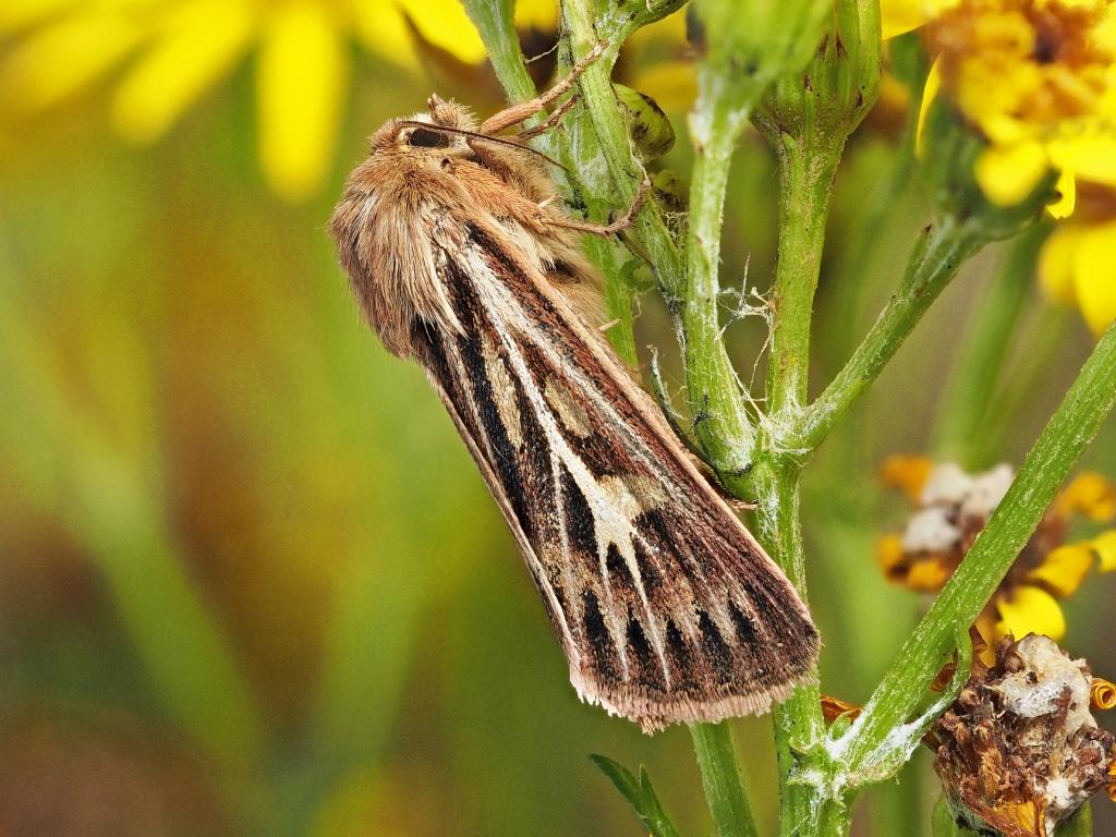 Antler moth - Clive Jones
