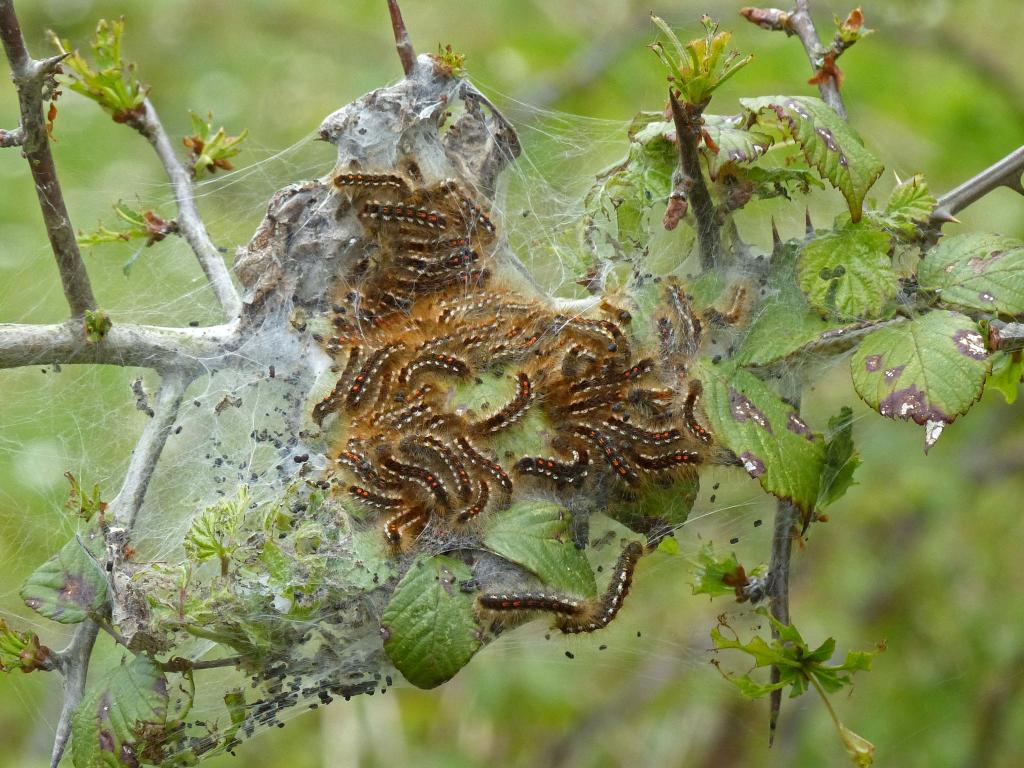 Brown-tail (caterpillars) - Stuart Read