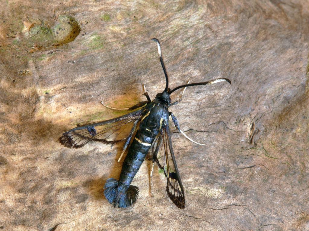 White Barred Clearwing - Patrick Clement